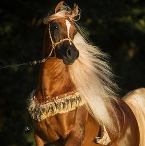 Meet your Posher, Julia